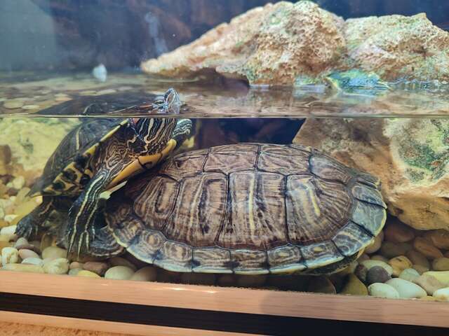 Гостевой дом Дом Романовых Санкт-Петербург-201